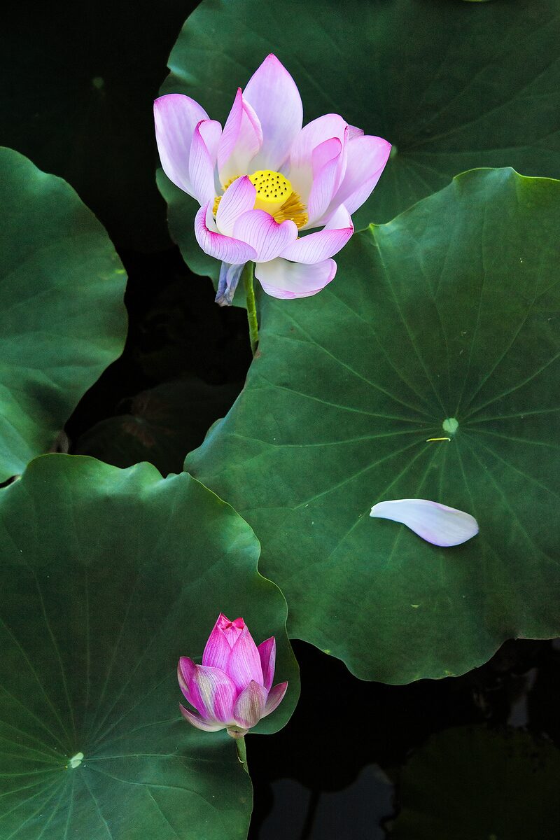 楊蕙雯