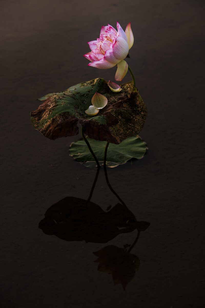 19楊蕙雯-活動佳-為荷等待